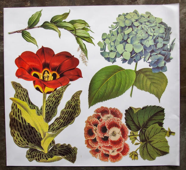 Hydrangea