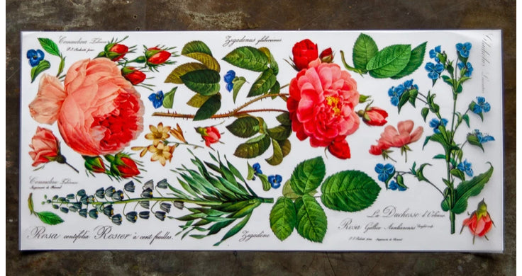 Garden Rose