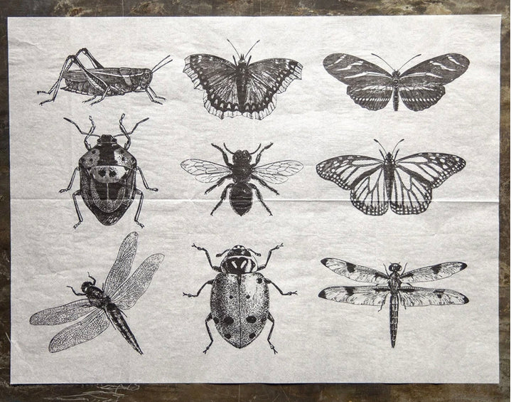 Ink Insects – PAINTED studio