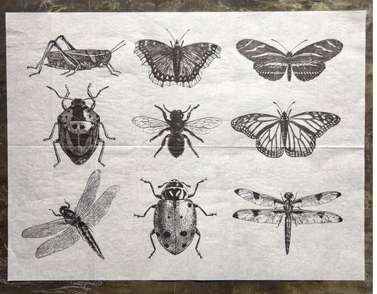 Ink Insects